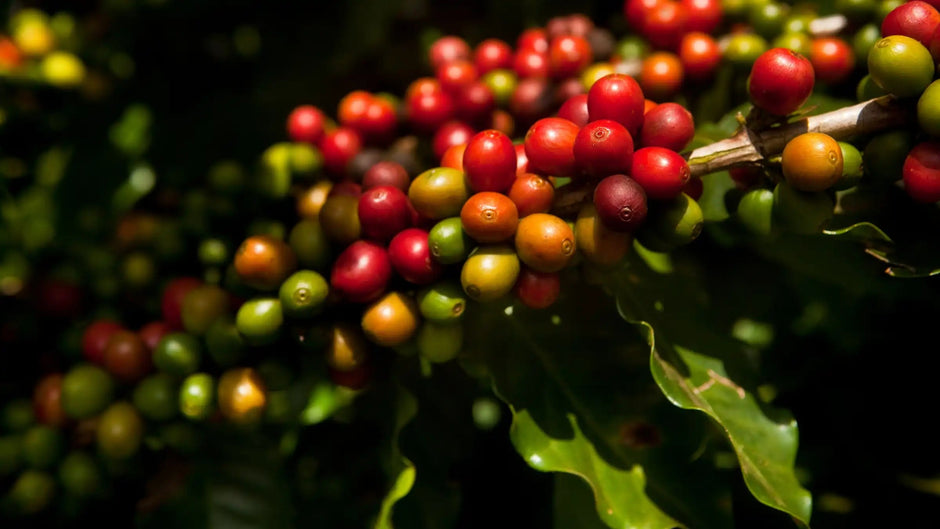 What is Specialty Coffee? - Wilby's Coffee Co.